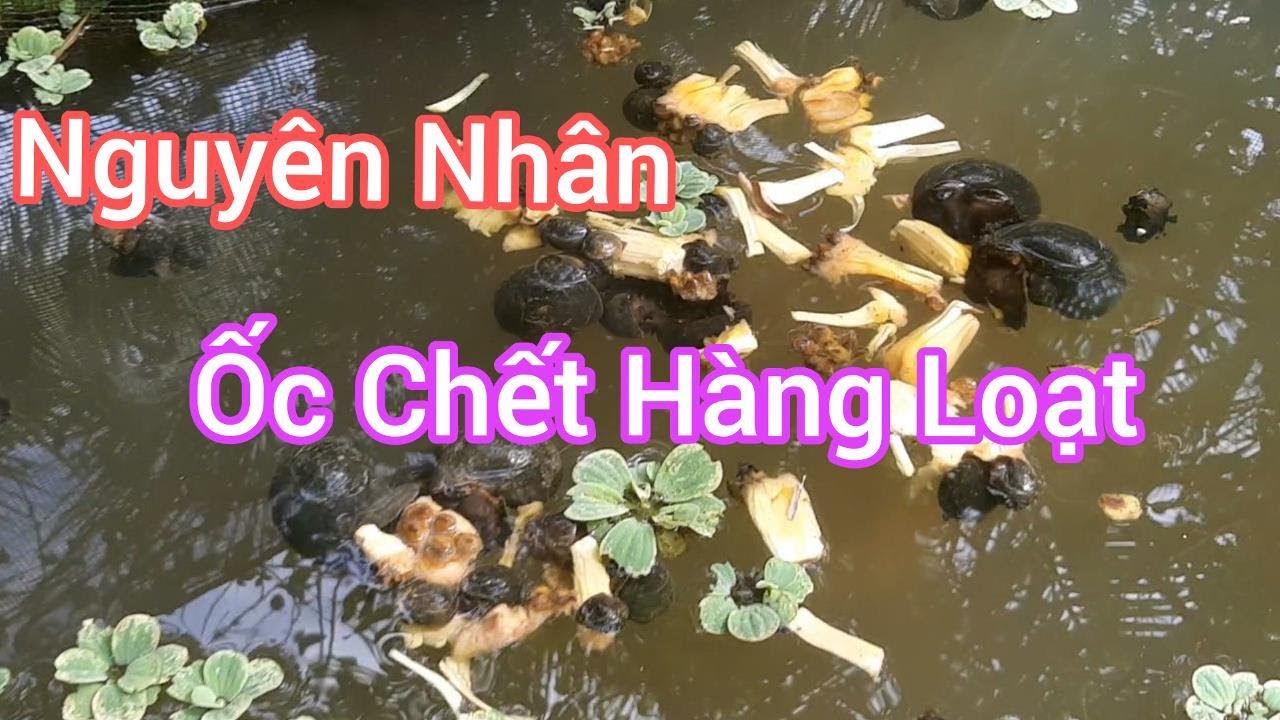 Nguyên Nhân Ốc Bươu Đen Chết Hàng Loạt  | Trại Ốc bươu Giống Mê Kông