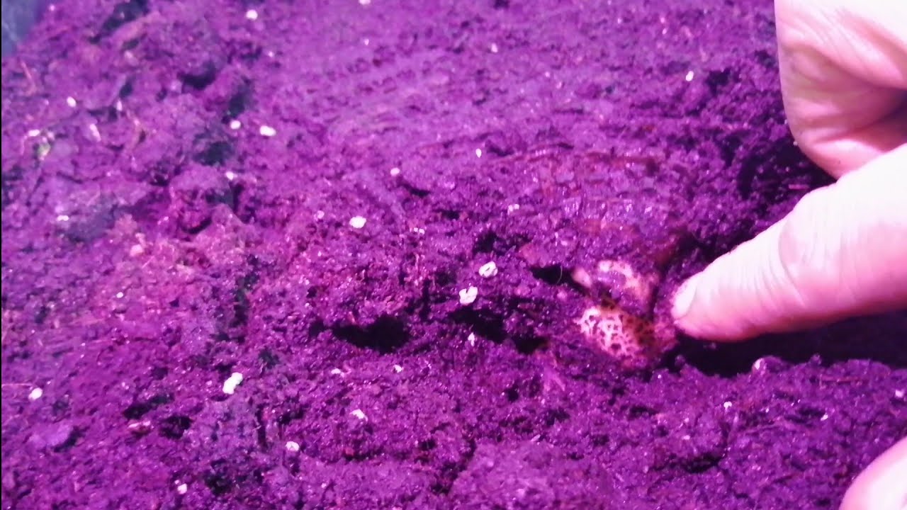 438#. Maurelli, colo. Black stem. - rozmnażanie - aktualizacja. 10.11.20