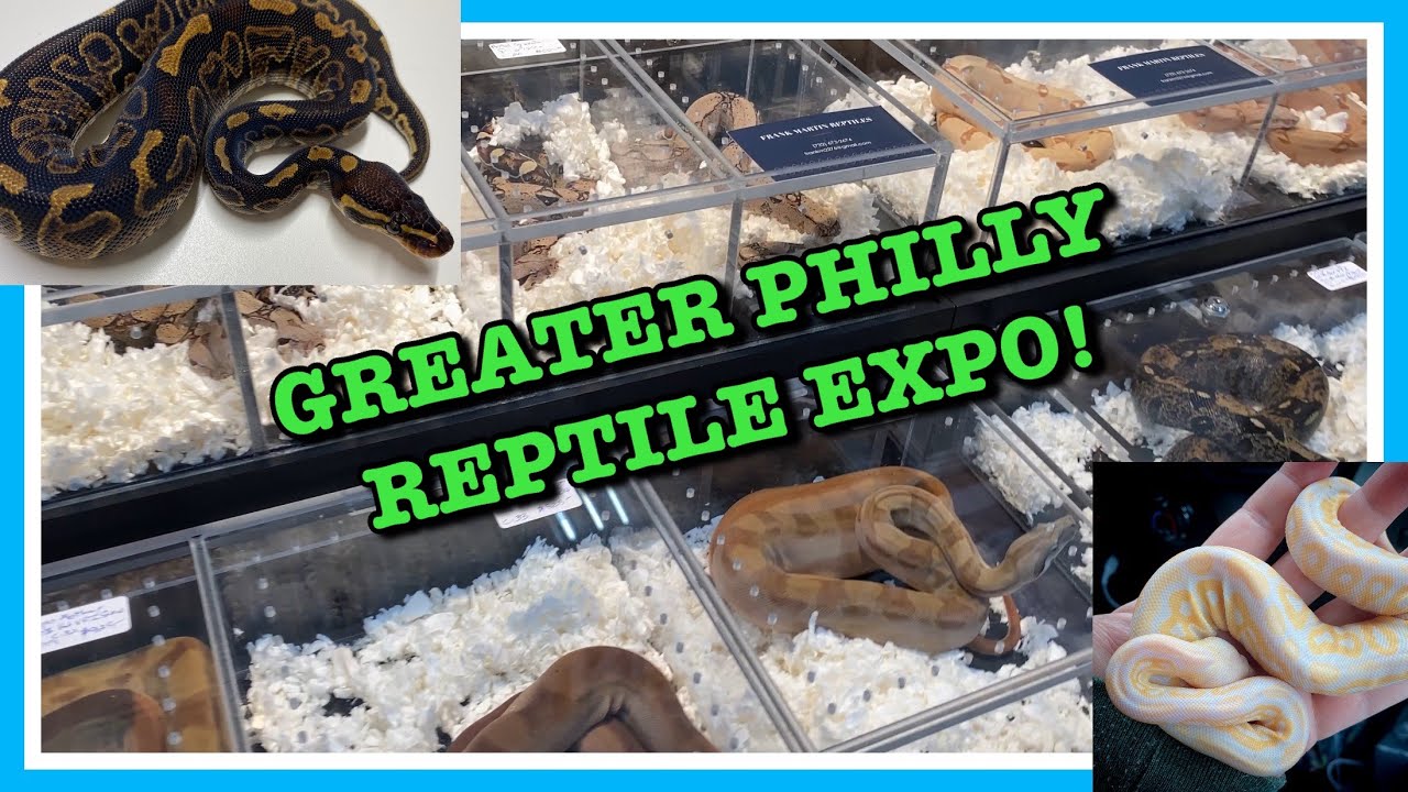 GREATER PHILADELPHIA REPTILE EXPO (Feb 2021) NEW PICKUPS!! | Reptiles | Ball Python Breeding