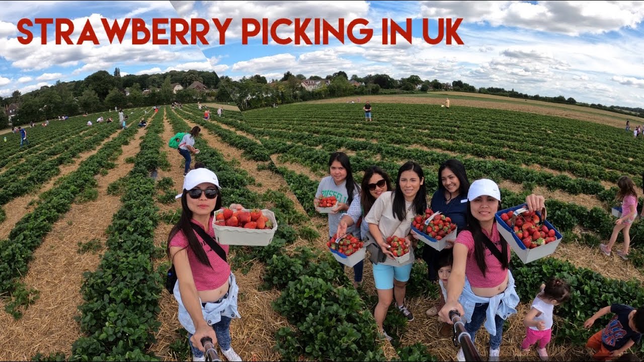 Strawberry Picking | Stanhill Farm UK | Filipina Mums in UK | Go pro Hero8