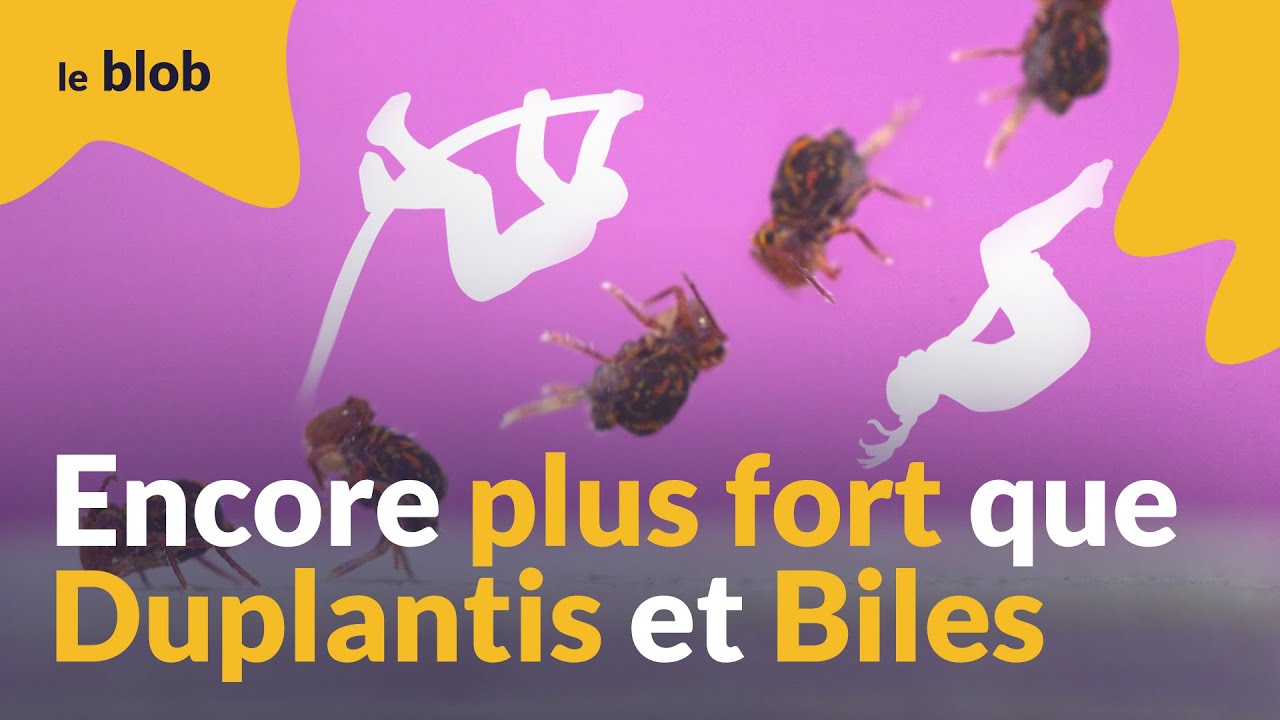 20 saltos par saut : le collembole, cette petite bête championne de saut périlleux | Actu de science