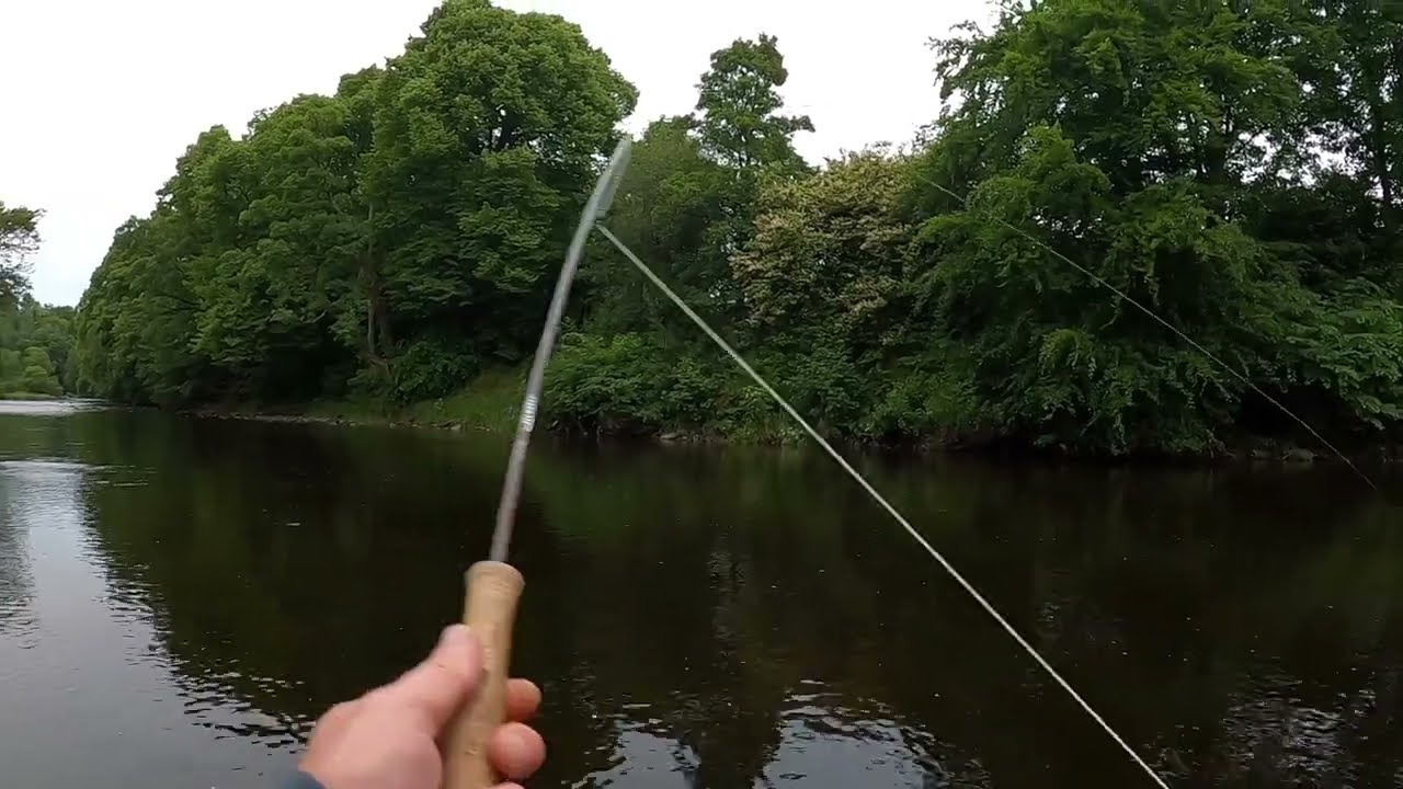 Fly fishing for Brown trout on the river Ayr on a June evening