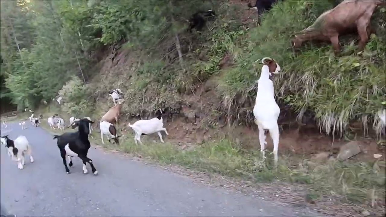 Κατσικάκια Τα Βρήκαμε στο δρόμο πηγαίνοντας  για το χωριό￼❤️