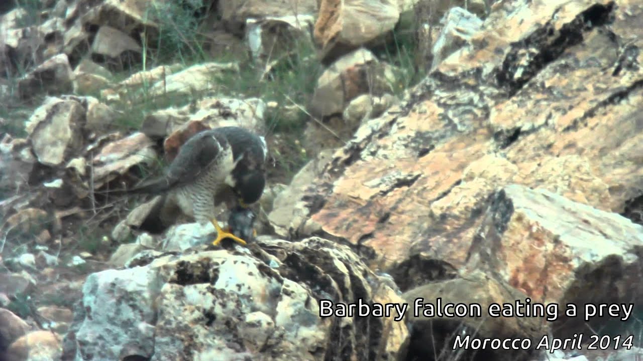 barbary falcon