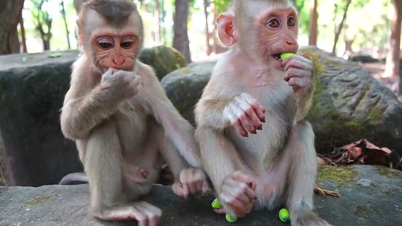 Feeding Our Lovely Monkey babies today: Little boy Luno After Falling down is Ok