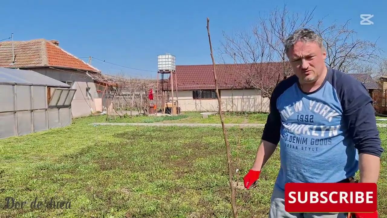 Am plantat un kaki