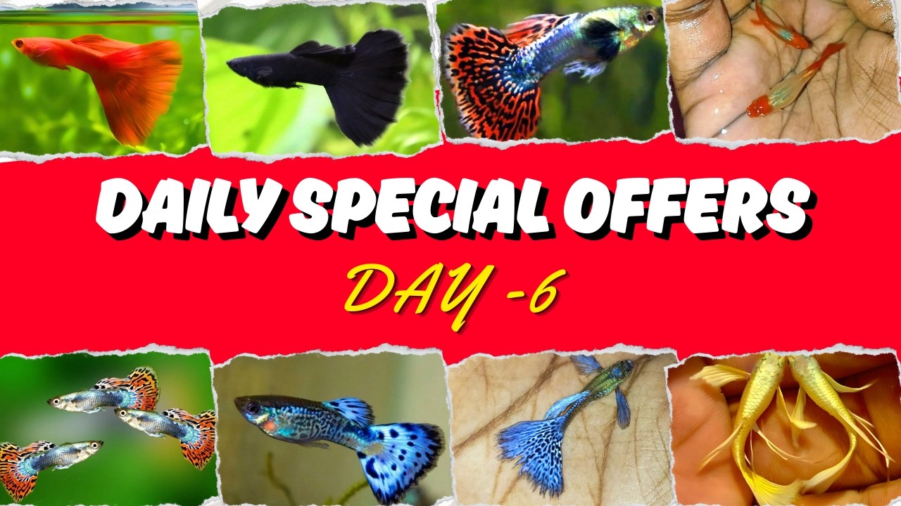 குறைந்த விலையில் Imported #guppy DAY 6 | #fishcare #aquariumfishmarket #fishbreeding #viral #music
