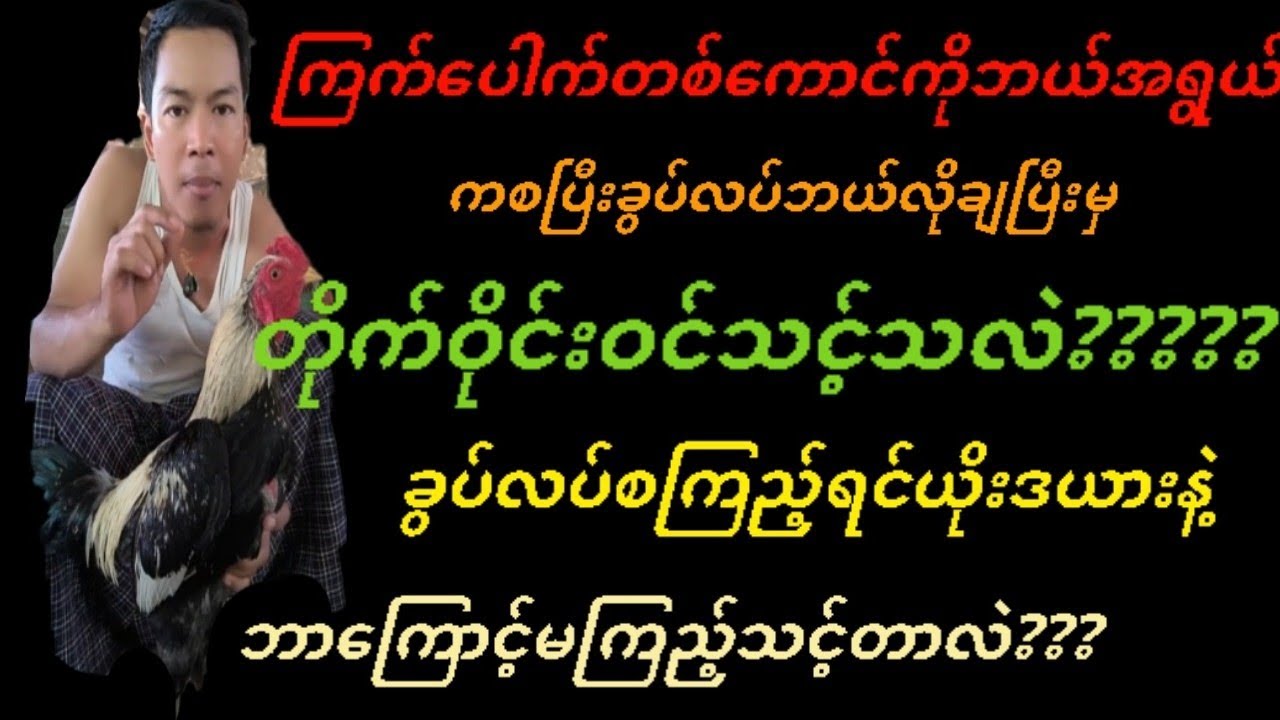 @ကြက်ပေါက်ကိုဘယ်ရွယ်စခွပ်လပ်ဘယ်လိုချပီးမှတိုက်ဝိုင်းဝင်သင့်လဲ?ယိုးဒယား နဲ့ဘာကြောင့်မပုတ်သင့်တာလဲ??