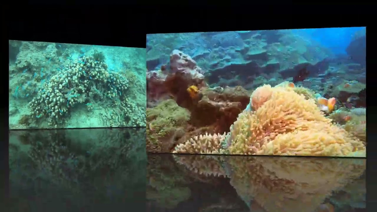 Diving with Jean Michel Cousteau in Savusavu, Fiji - October 2022