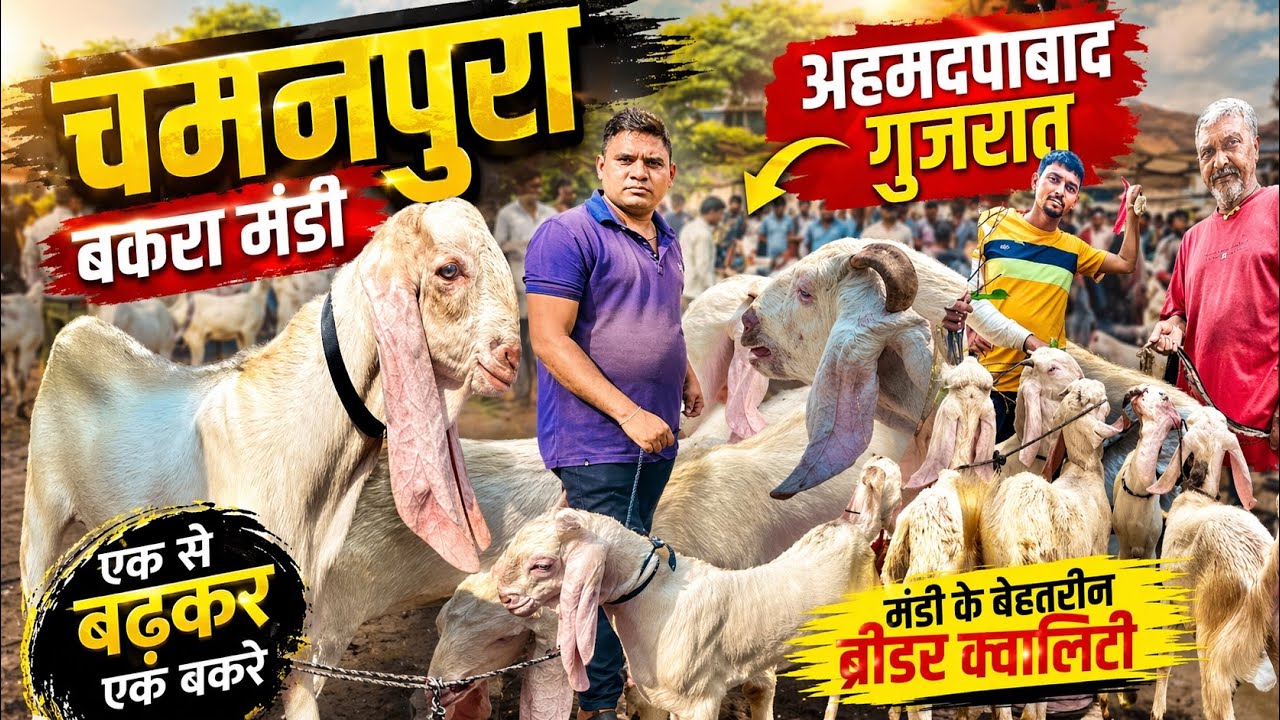 chamanpura bakra mandi❤️Goat gallery | #chamanpura bakra mandi😍#ahmedabad bakra mandi❤️Gallery goat
