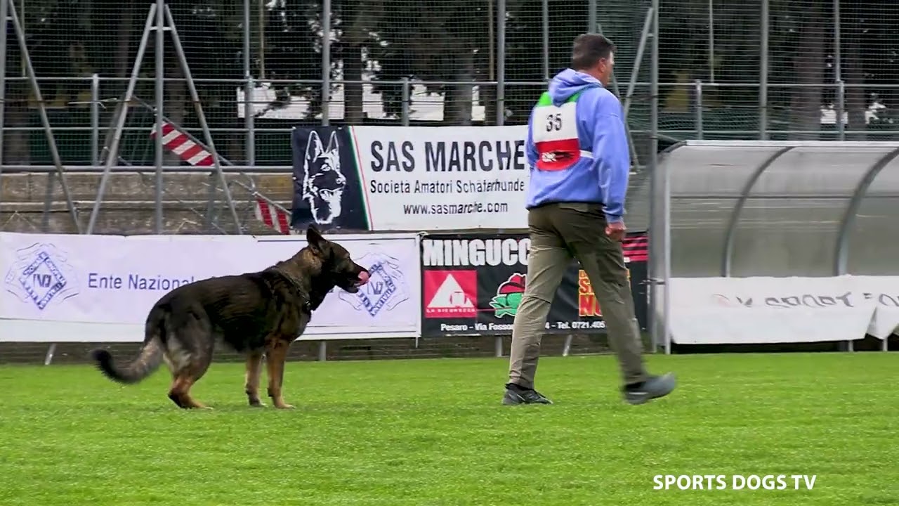 ANGELO TADDEI C35 FASE B TROFEO ENCI 2025 - 84 PUNTI - Sports Dogs - Il Meraviglioso mondo dell'IGP.
