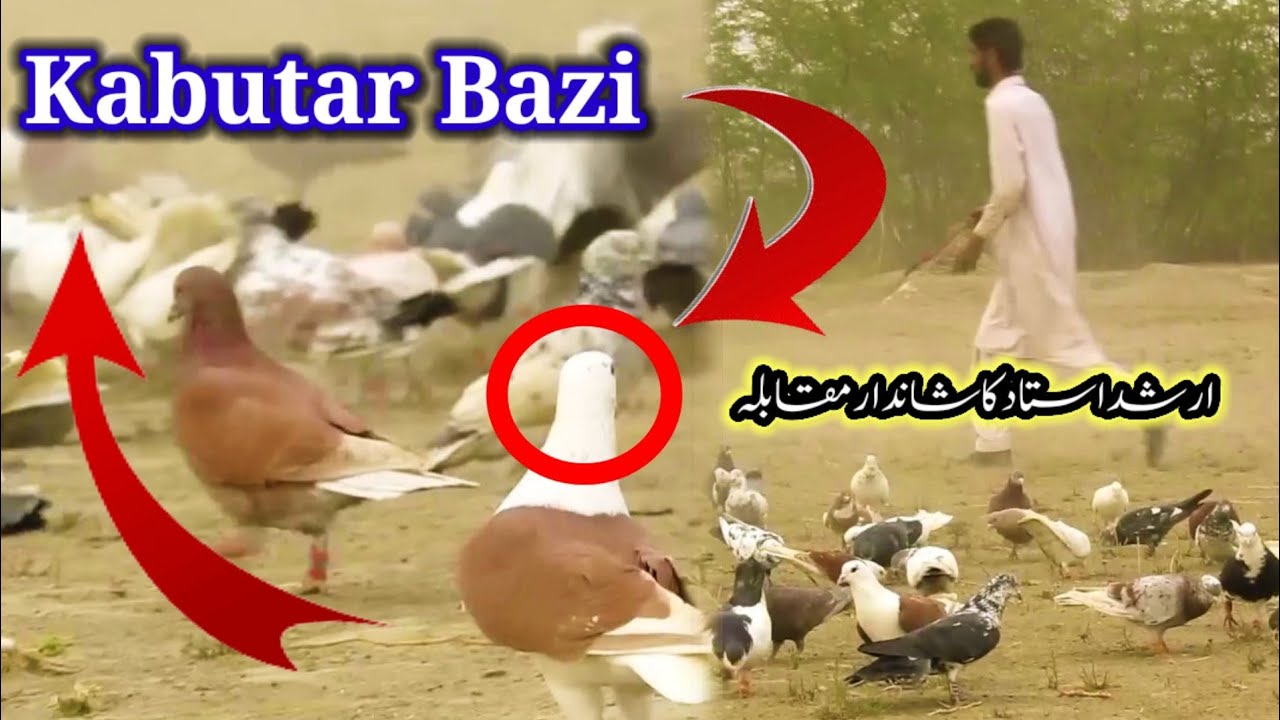how to train pigeons | racing pigeons tips | tip on racing pigeon | desi kabutar bazi | arshad ustad
