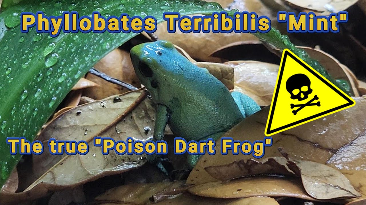 Phyllobates Terribilis Mint Enclosure Build