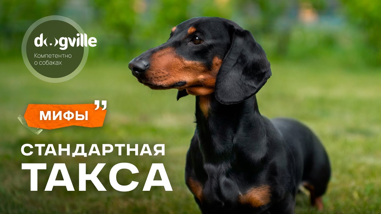Мифы о породе Стандартная такса — с заводчиком