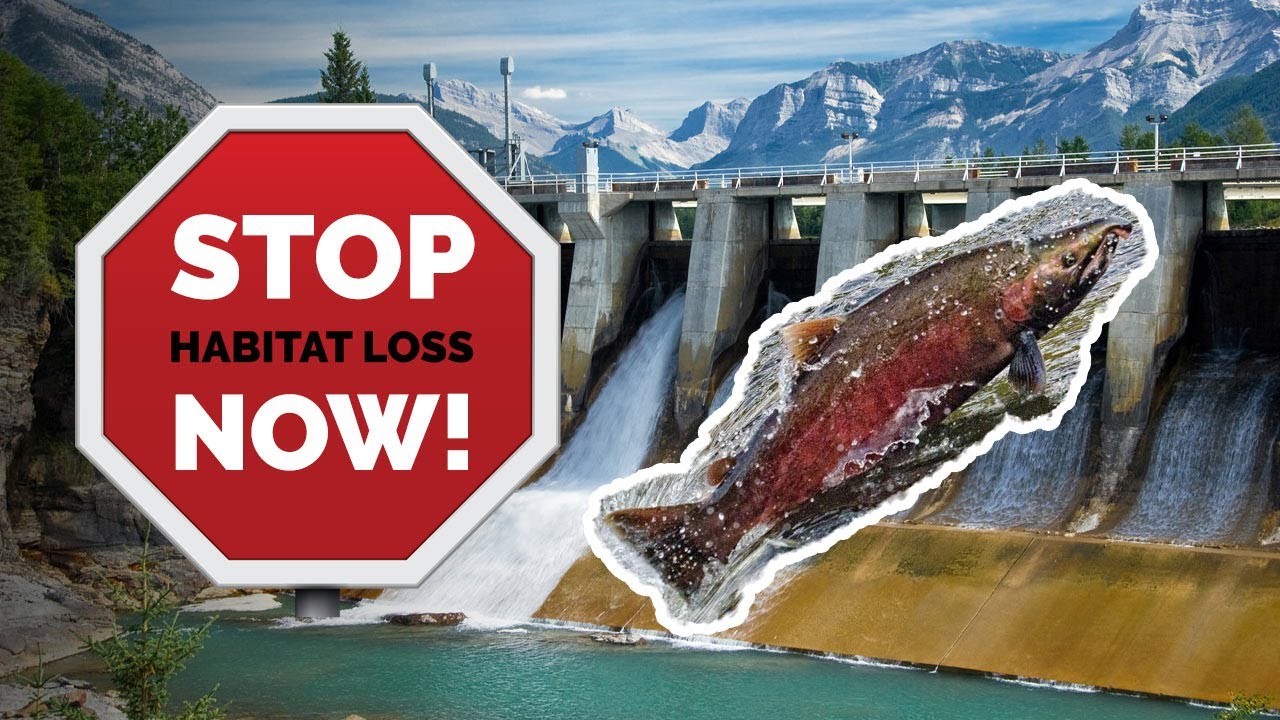 STOP Habitat Loss Now in Detail