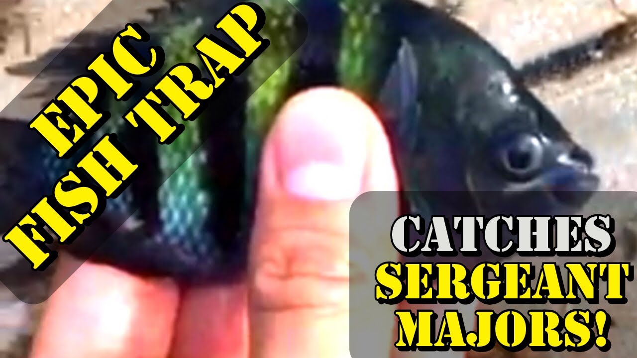 Saltwater Fish Trap Catches Colorful Aquarium Fish ( Homemade ) | A1A Adventures
