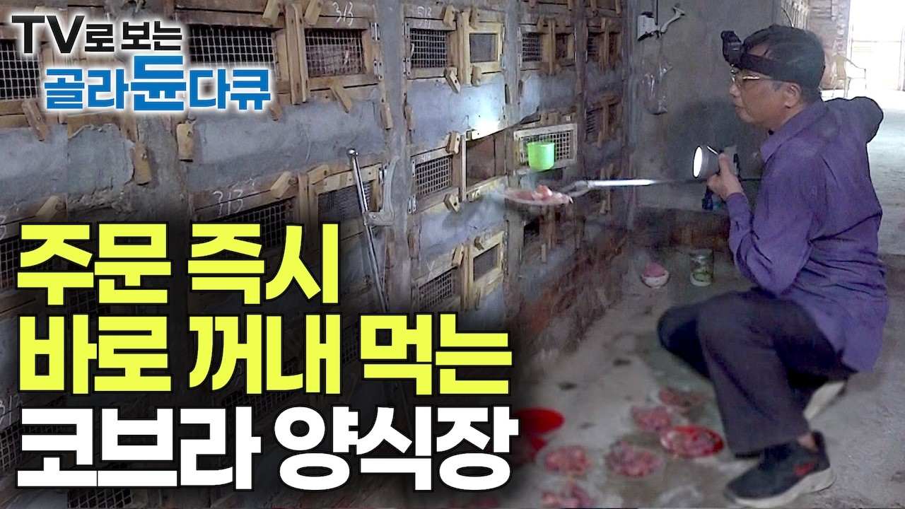 나라 전체가 뱀 서식지? 2,000개 사육장 가득 맹독 코브라! 줍기만 해도 돈인데 물리면 죽을 수도 있는 뱀 천국｜장어 대신 뱀 먹는 나라｜베트남 뱀 양식장｜극한직업｜#골라듄다큐