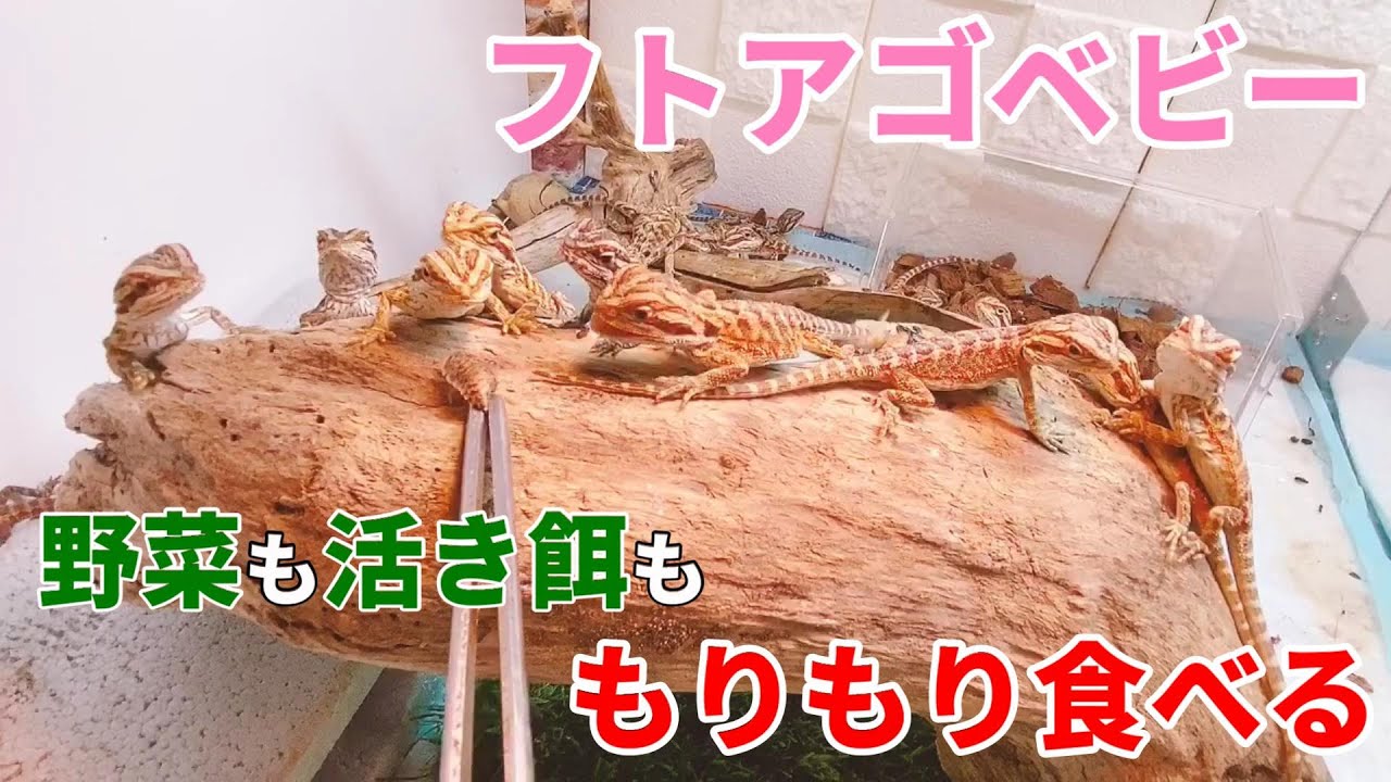 野菜もデュビアもモリモリ食べるフトアゴベビー☆彡