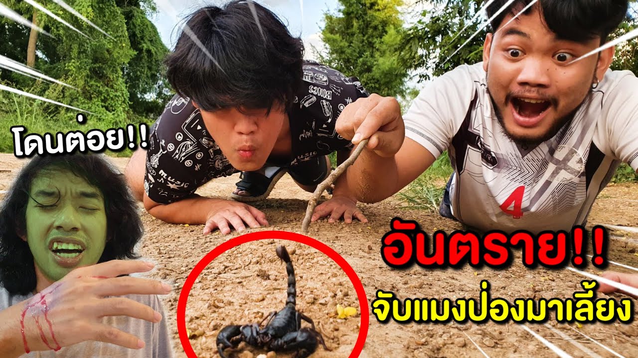 ระวังอันตราย เก็บแมงป่องมาเลี้ยง โดนต่อยมือเน่า ต้องตัดมือทิ้ง!!
