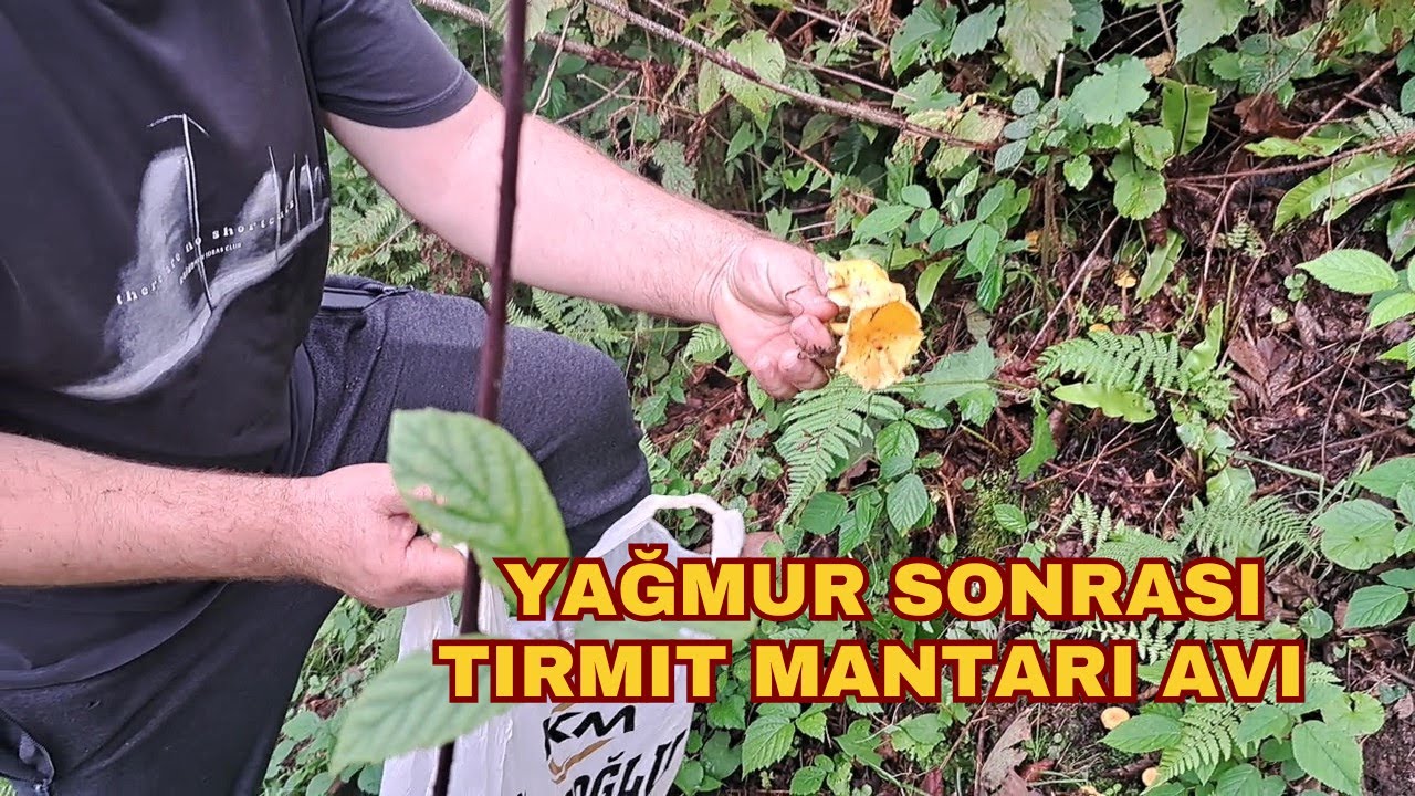 Tirmit Mantarı Topluyoruz 🍄🌿 | Doğayla İç İçe Bir Gün & Tavuklarımız 🐔 | Giresun Görele
