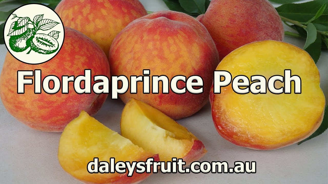 Flordaprince Peach is sweet, juicy and delicious with a beautiful coloured skin and golden flesh.