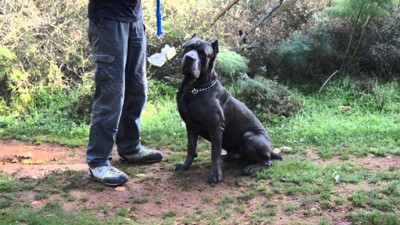 Cane Corso Obedience Training