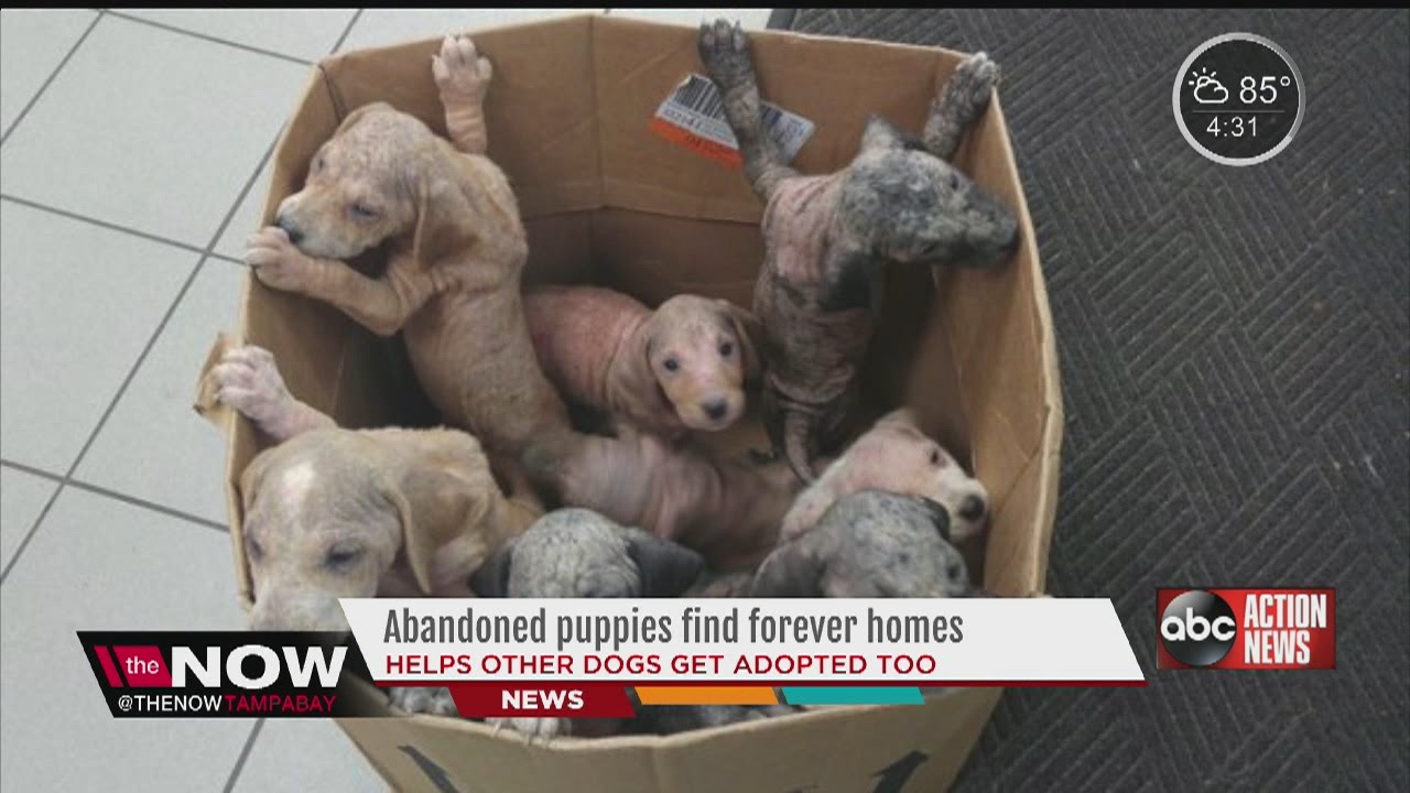 Puppies found abandoned, emaciated in a box adopted to forever homes