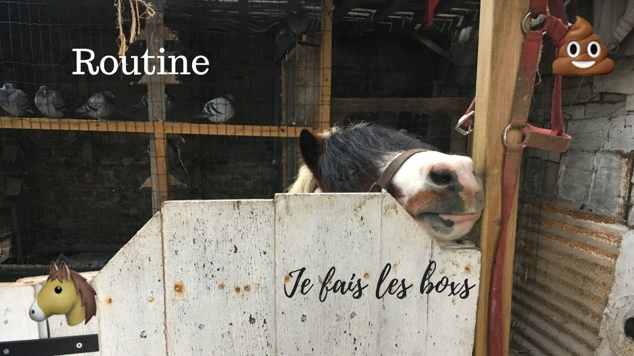 {Routine} Comment je nettoie les boxs 💩