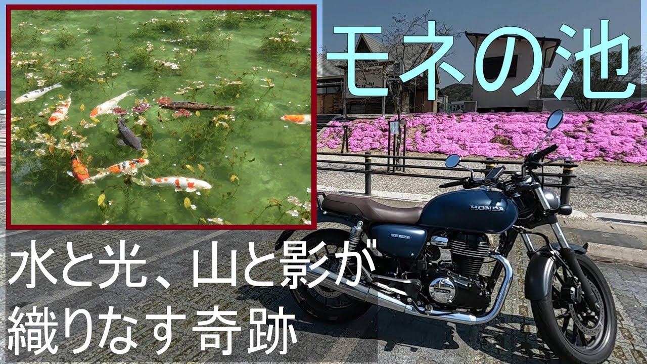 モネの池【美しい景色】【GB350】納車 3週間【峠道】ツーリング【きれいな水】睡蓮 道の駅 むげ川(Monet Nympheas)Water lily【オートバイ】【旅行】【おすすめ】【岐阜】