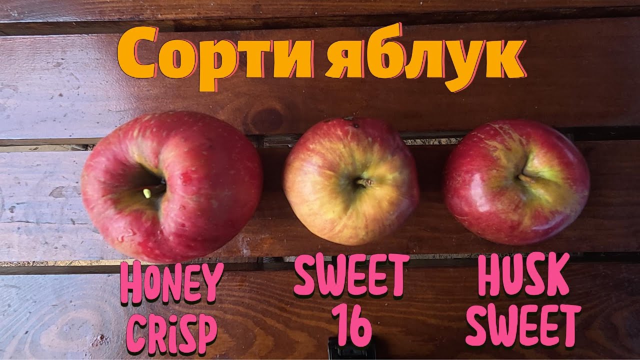 Обзор яблок сорта Хоней Крисп, Свит 16, Хаск Свит. Apple Honey Crisp, Sweet 16, Husk Sweet