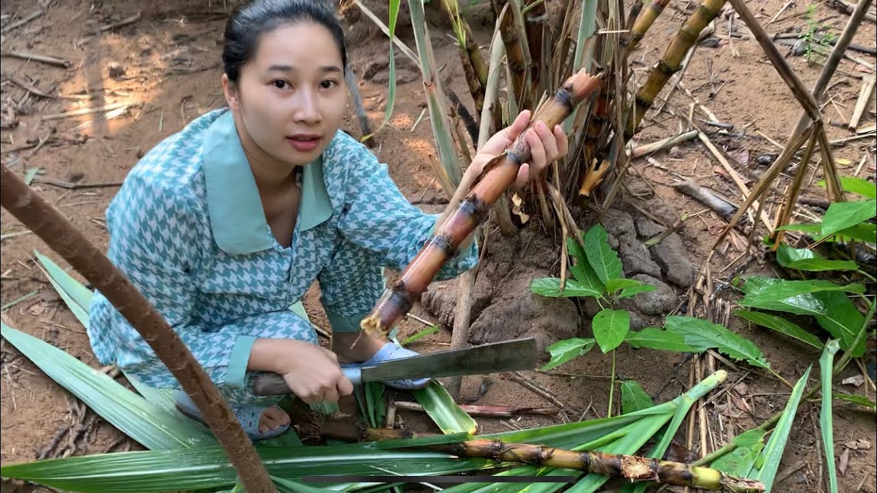Đêm qua mưa lớn làm gãy mấy cây mía nên Dung chặt đi ép nước mía về ăn sáng uống nước mía