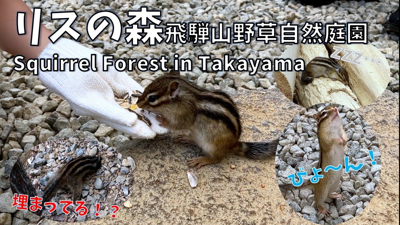 リスの森　飛騨山野草自然庭園　リスが近い！エサやり体験！