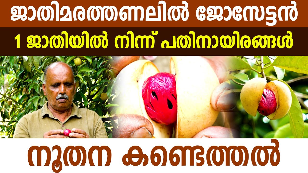 ജാതിമരത്തിൽ പുതിയ ചരിത്രമെഴുതിയ ജോസ്ചേട്ടൻ വേറിട്ട കർഷകനാവുമ്പോൾ I Nutmeg farming in Idukki I