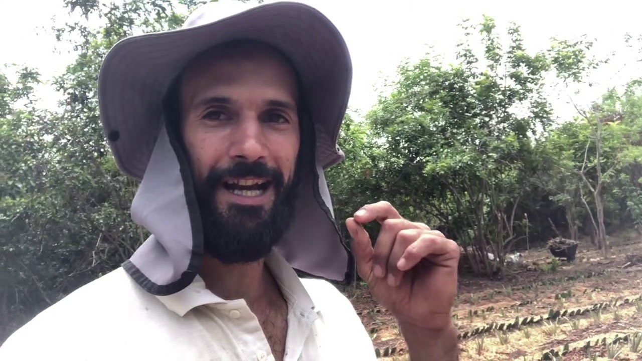 New PINEAPPLE Agroforestry with Updated Design | FOOD FORESTS |