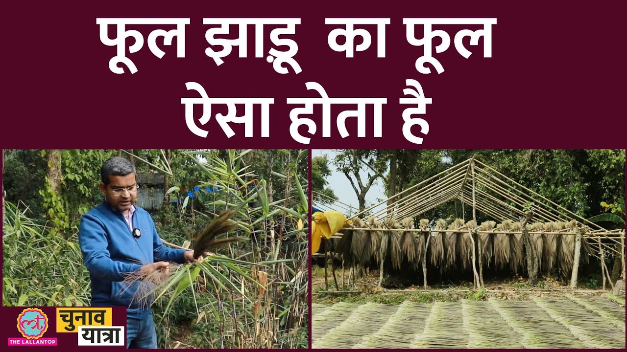 लल्लनटॉप ने देखा फूल झाड़ू के फूल का पौधा, लोगों ने क्या बताया? | Lallantop Chunav Yatra