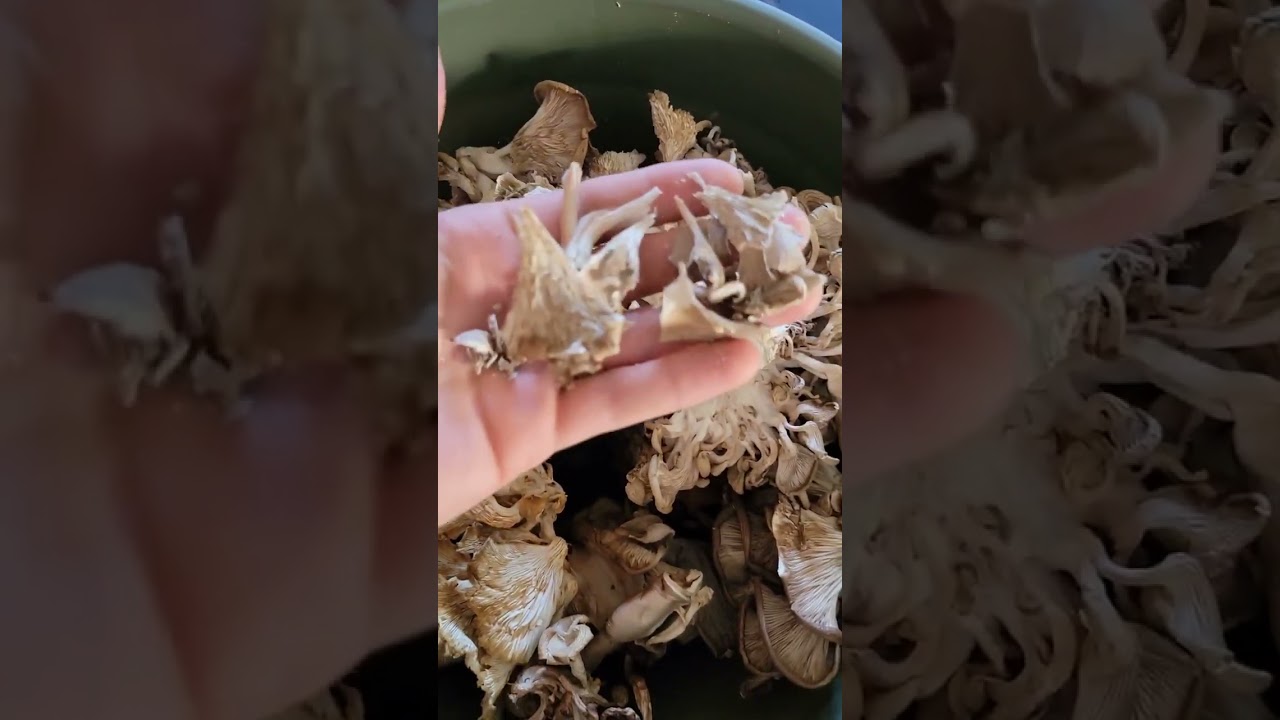 Cracker Dry Oysters from Flowerpot Presto Dehydro Mod