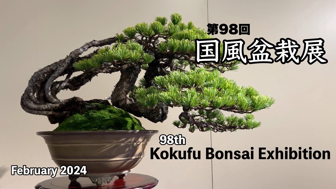 第98回 国風盆栽展／98th Kokufu Bonsai Exhibition