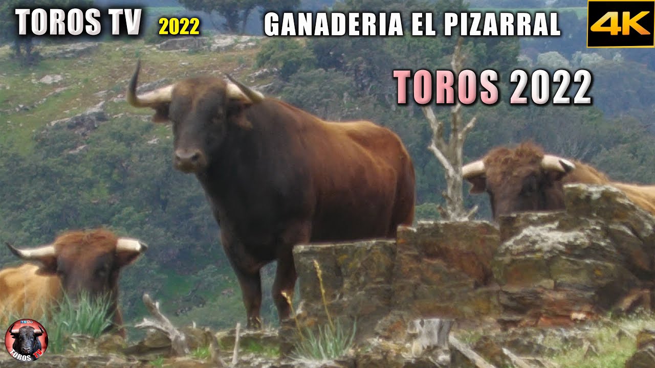 GANADERÍA EL PIZARRAL / VENTA DE TOROS PARA EL 2022 / VIDEOS TOROS TV 4K 2022