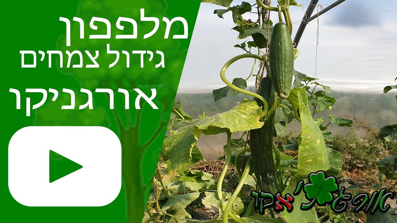 מלפפון - גידול צמח - אורגניקו