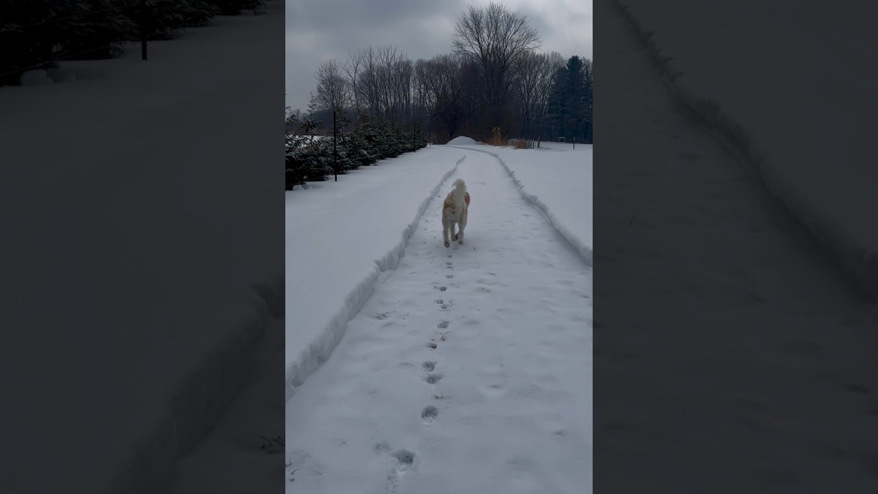 Walk With Willow 1984 A Quiet Trail Journey With My Senior Dog, No Talking