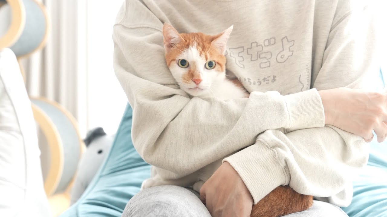 길고양이가 된 도도를 꼬옥 안아주었더니...