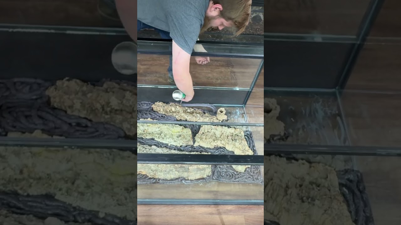 How to Make a Terrarium Background