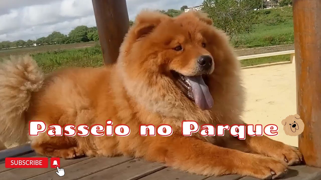 Chow Chow Primitivo 2023 - Passeio