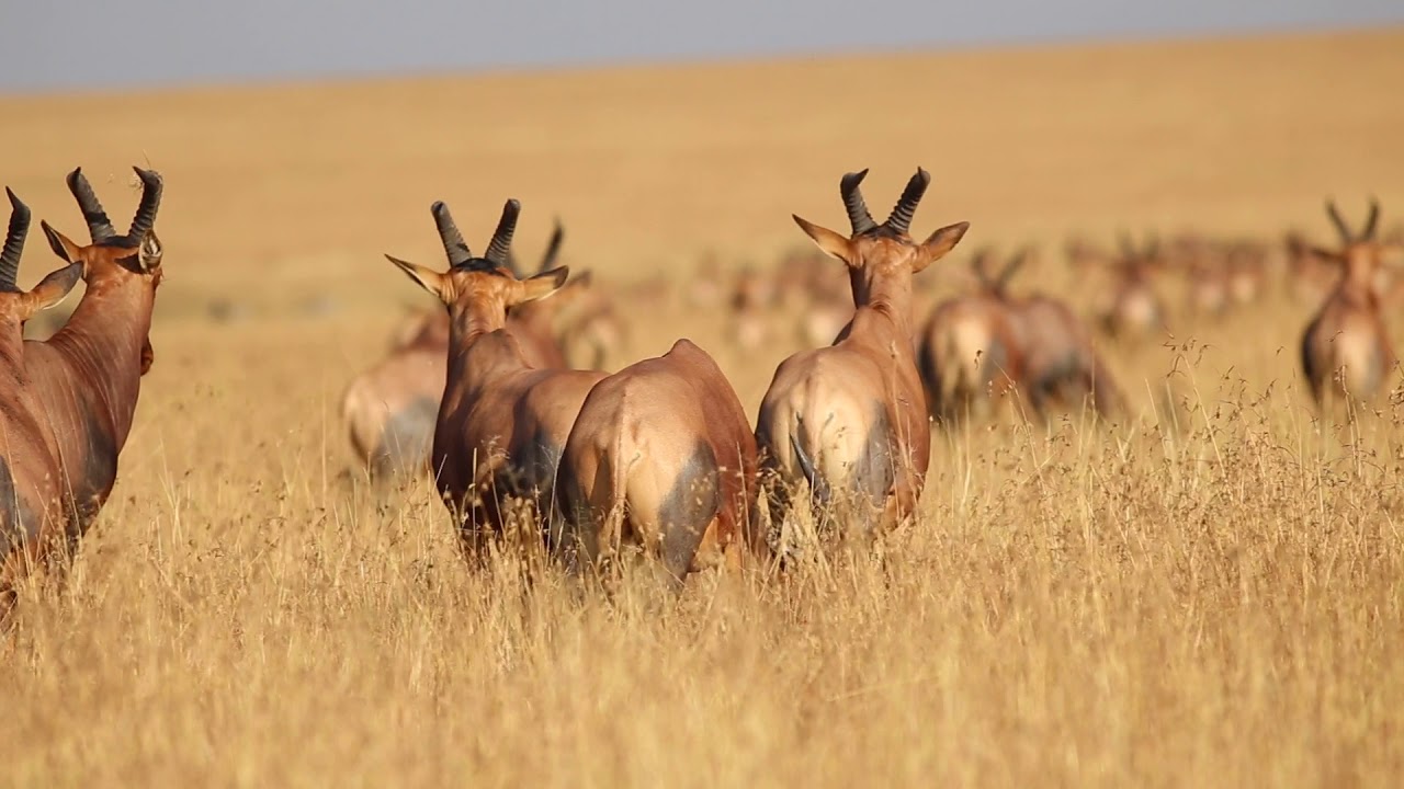 Topi Antelope - Masai Mara, Kenya | Features Africa Journeys | Safari