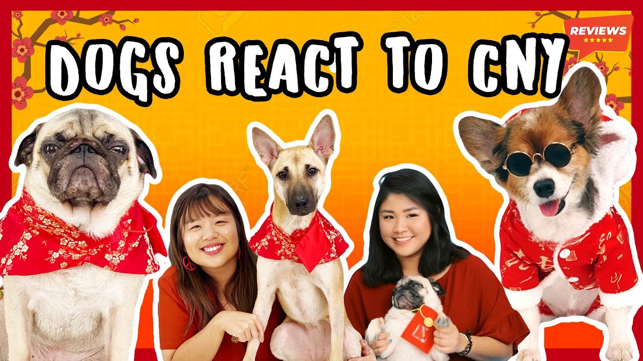 Shopee REVIEWS: DOGS REACT TO CNY CHALLENGE |ShopeeTV