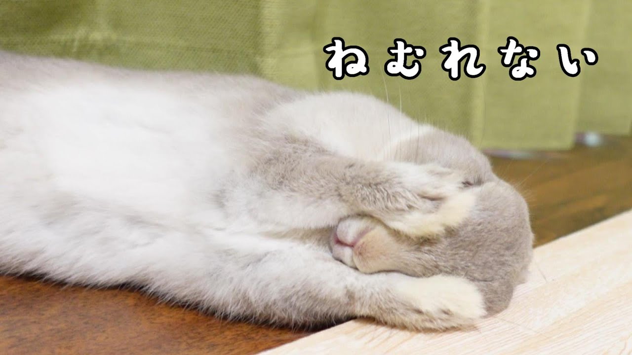 眠たいのになかなか寝付くことができないうさぎさん