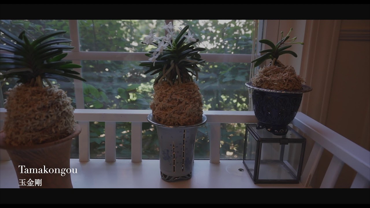 Neofinetia Falcata Collection Update - Summer 2019