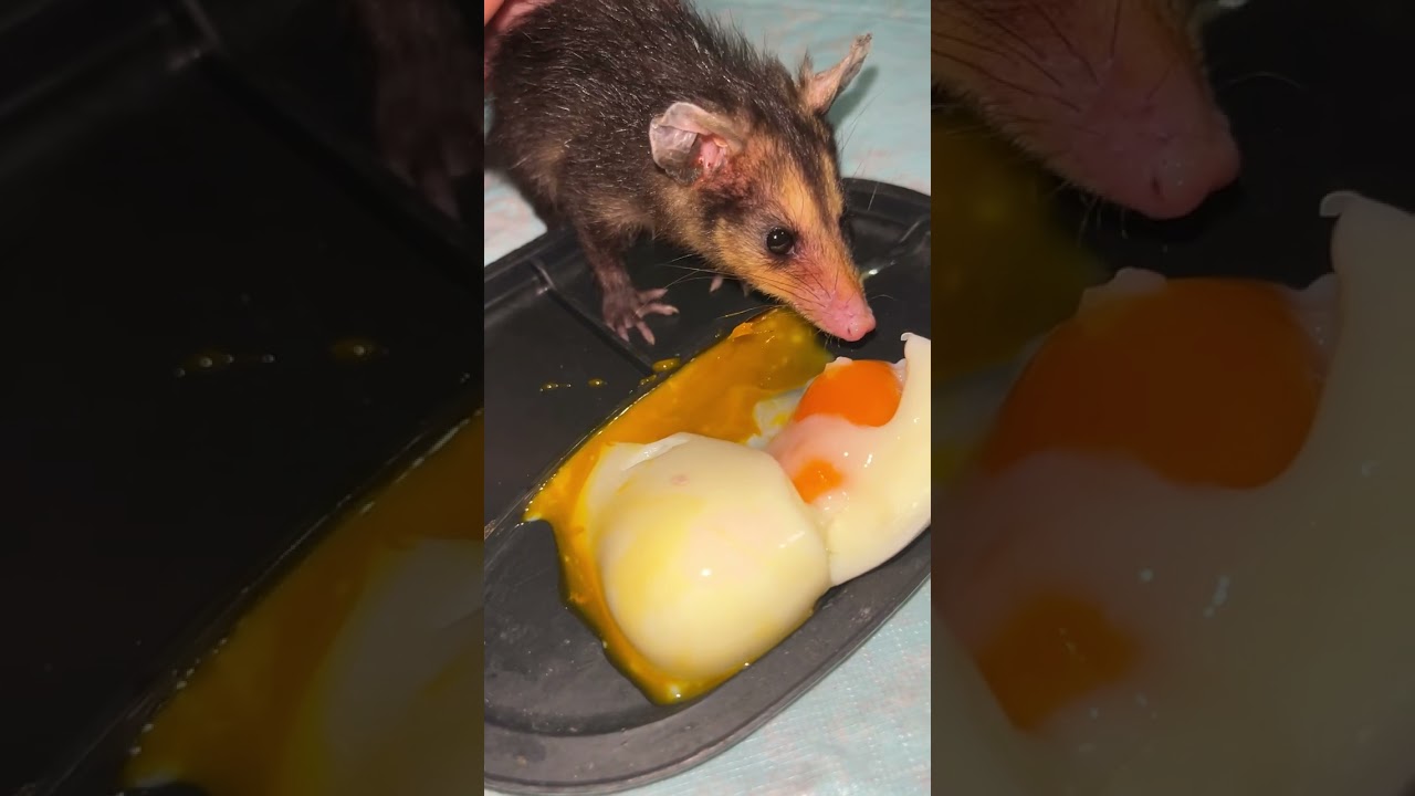 Qué Hacer si Encuentras Una Zarigüeya Bebe