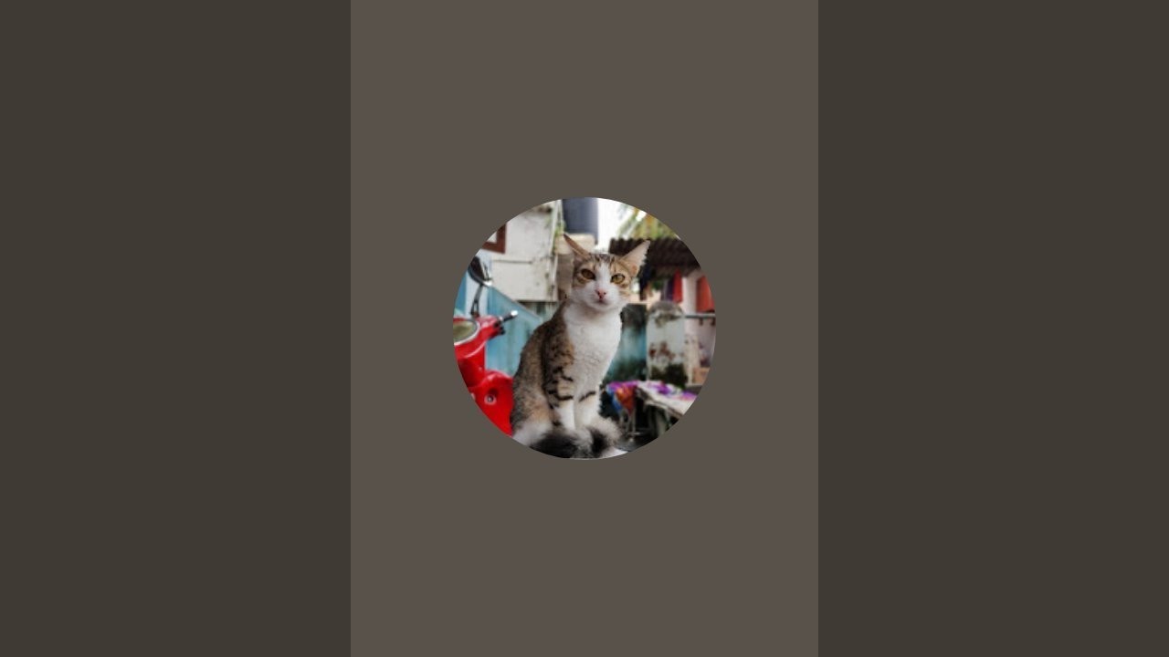 Kitkat THE Cat is live#वेलकम है आप सभी का लाइव में#राधे राधे