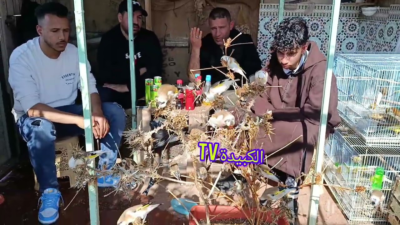 هل طفرة الحسون الاسود ليست لديها جماليات الحسون   